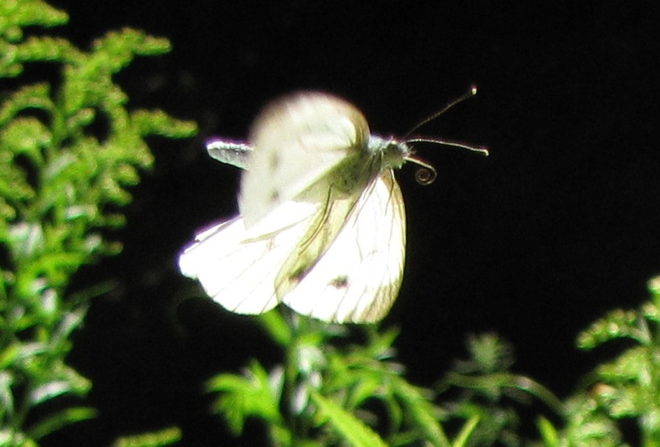 Pieris napi - repcelepke