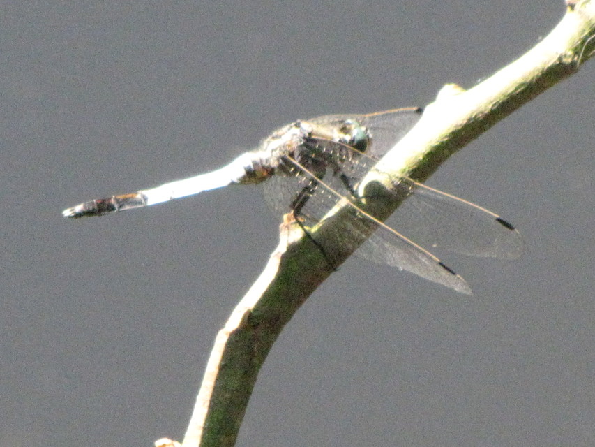 Orthetrum albistylum - fehérfarkú pásztorszitakötő