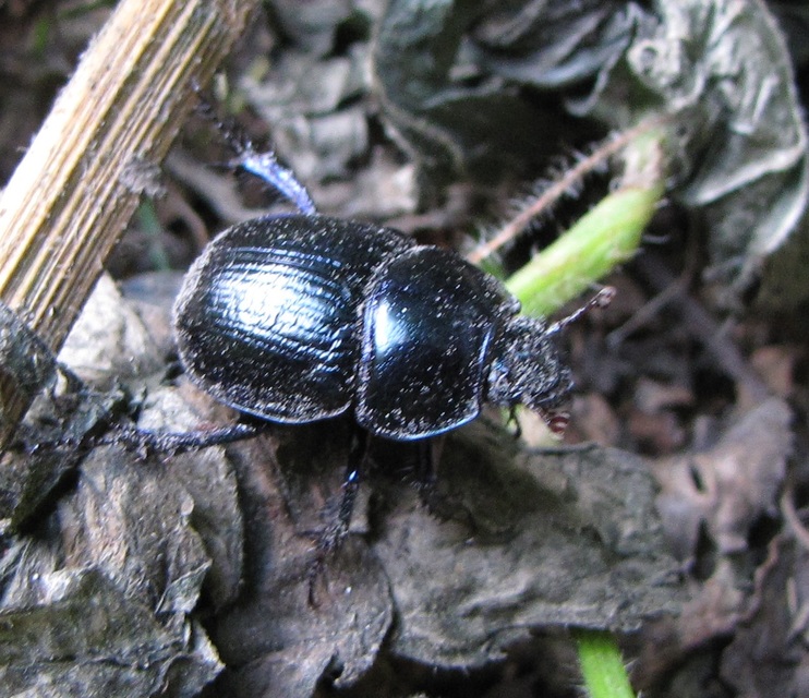 Anoplotrupes stercorosus - erdei álganéjtúró