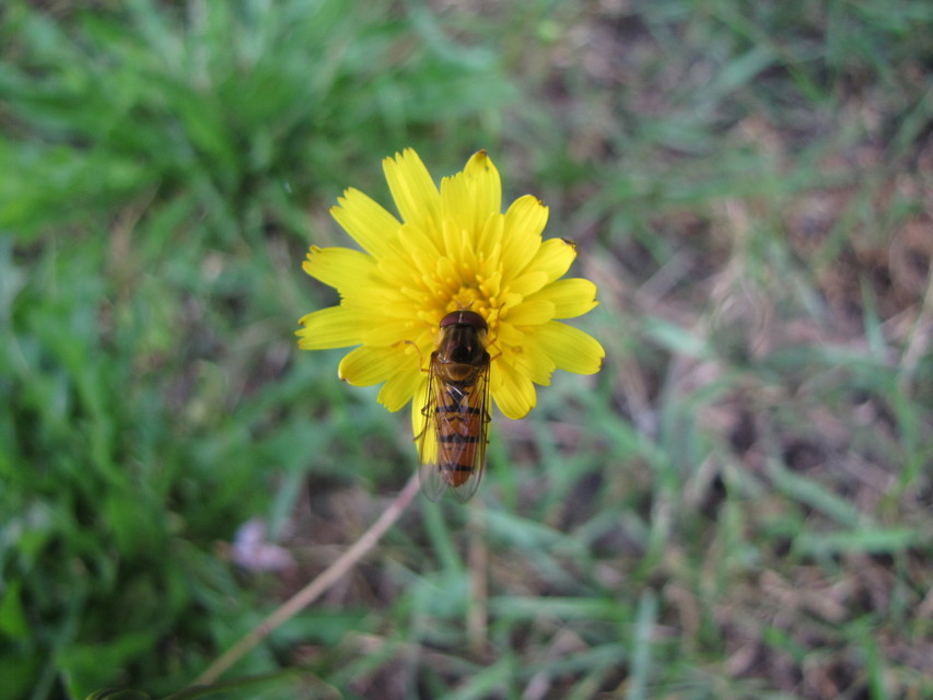 Episyrphus balteatus - ékfoltos zengőlégy