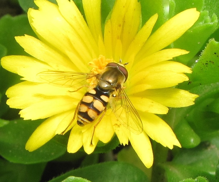 Eupeodes
