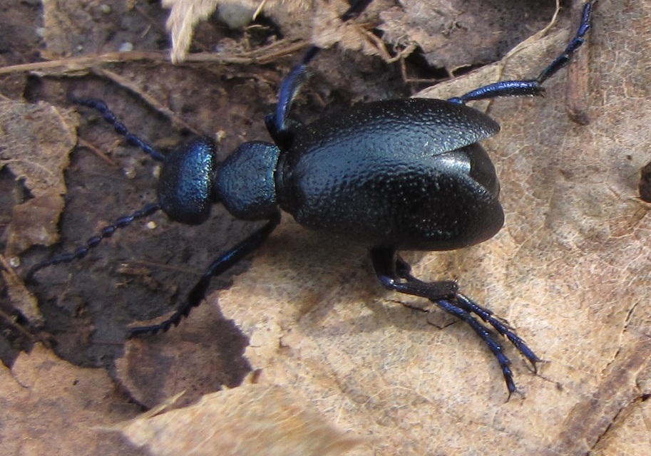 Meloe proscarabaeus - közönséges nünüke
