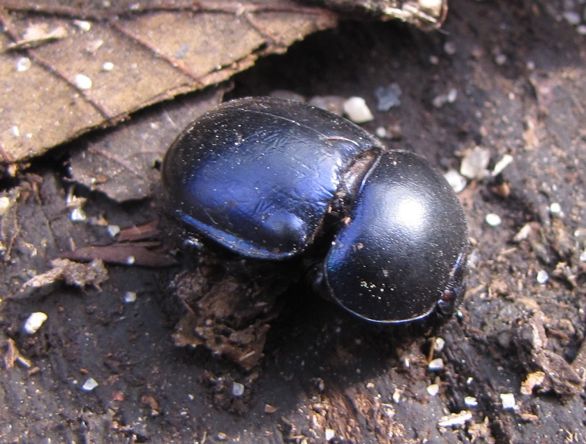 Trypocopris vernalis - tavaszi álganéjtúró