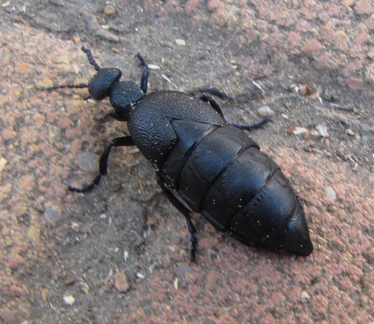 Meloe proscarabaeus - közönséges nünüke