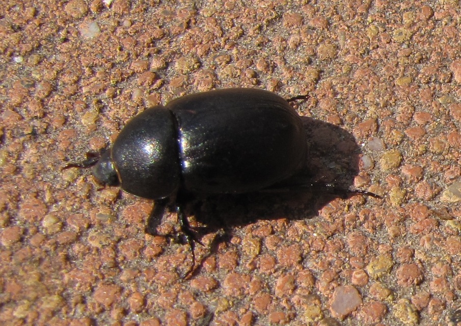Pentodon idiota - butabogár