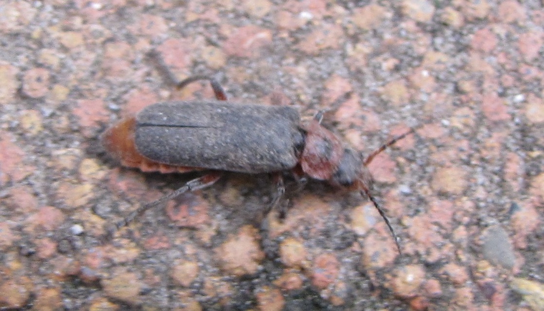 Cantharis rustica - suszterbogár