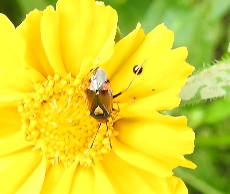 Deraeocoris ruber - vöröses mezeipoloska