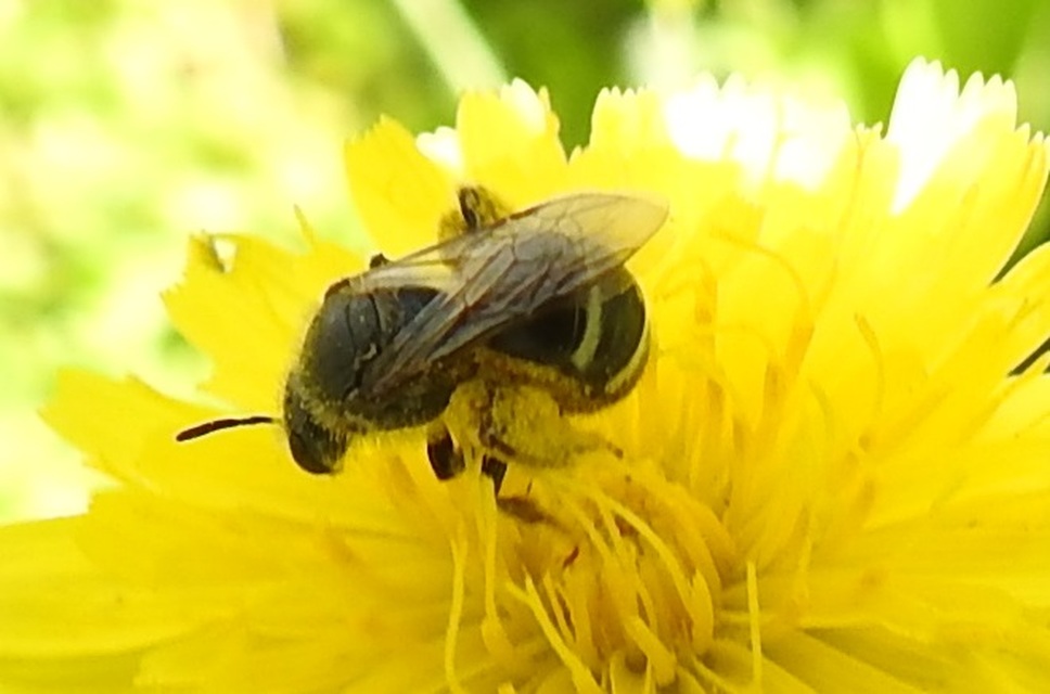 Halictinae - karcsúméhek