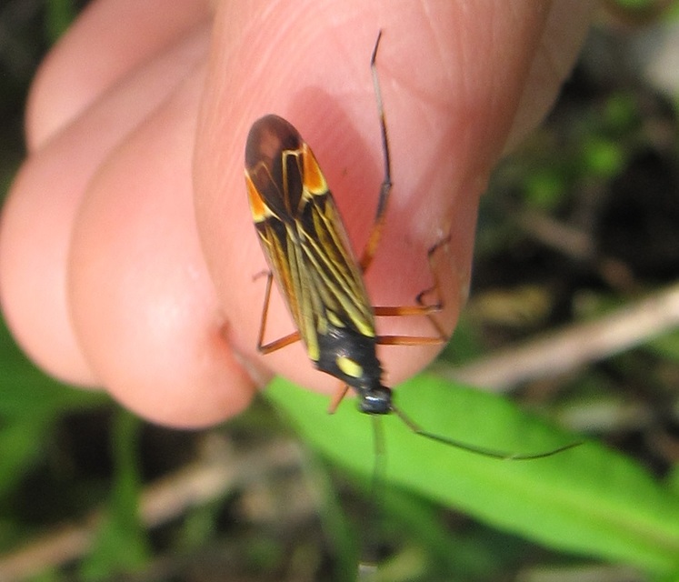 Miris striatus - sávos mezeipoloska