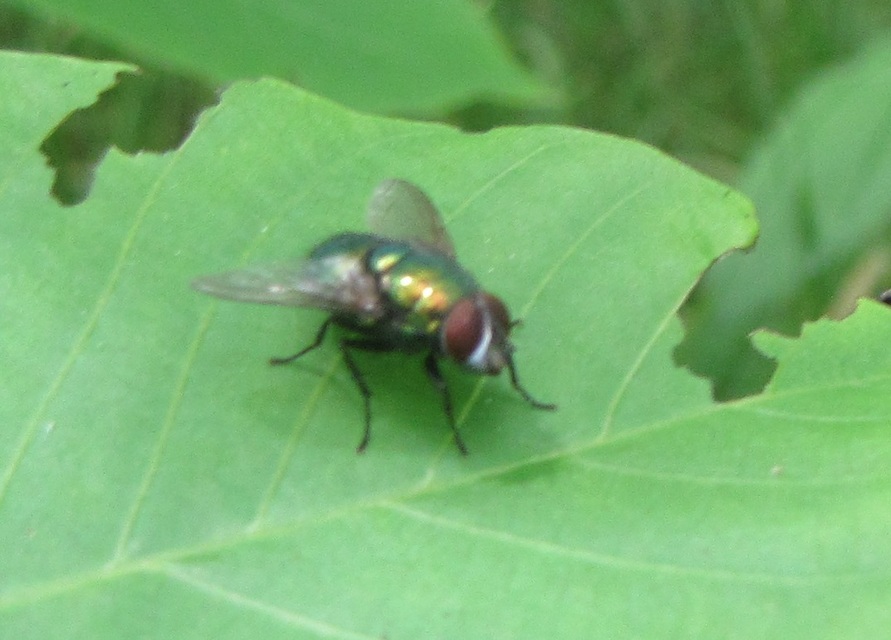 Lucilia