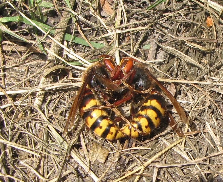Vespa crabro - lódarázs