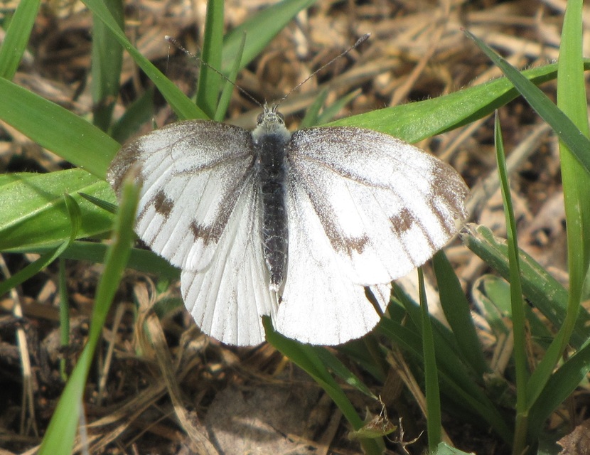 Pieris napi - repcelepke