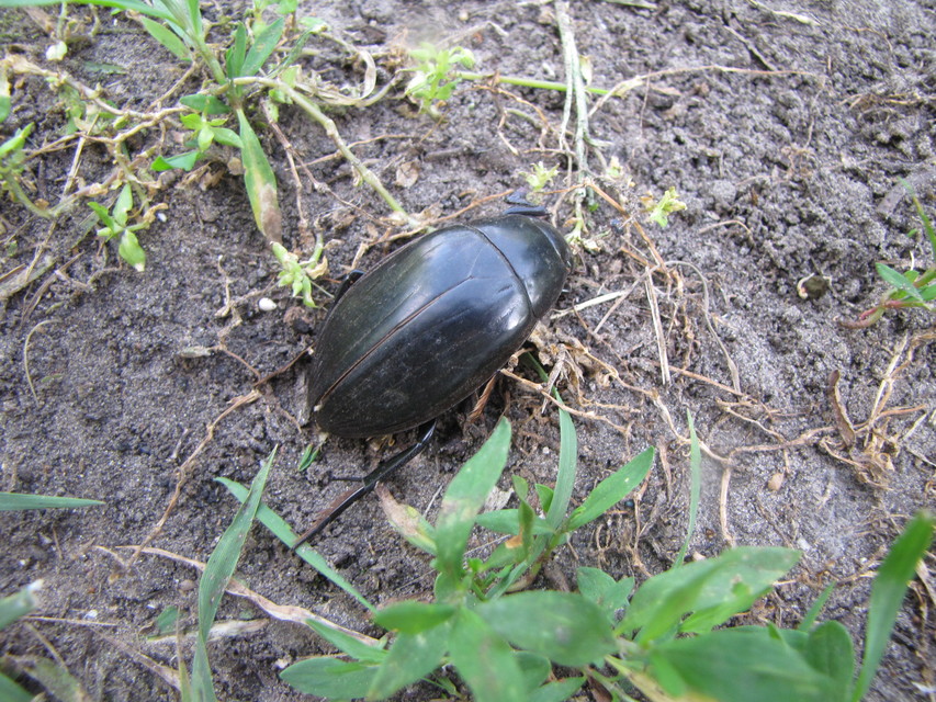 Hydrophilus