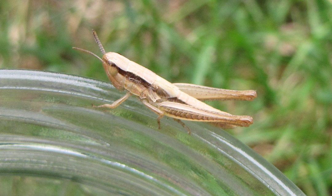 Euchorthippus