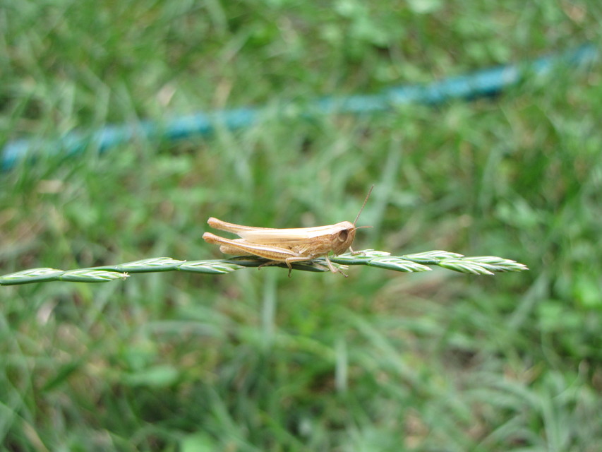 Euchorthippus declivus - rövidszárnyú rétisáska