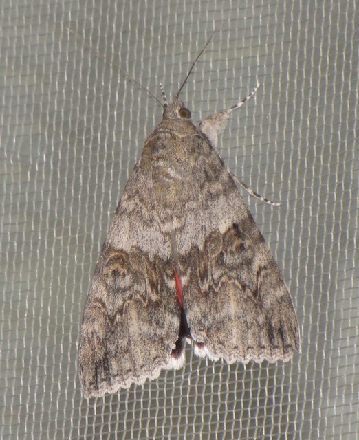 Catocala nupta - piros övesbagoly