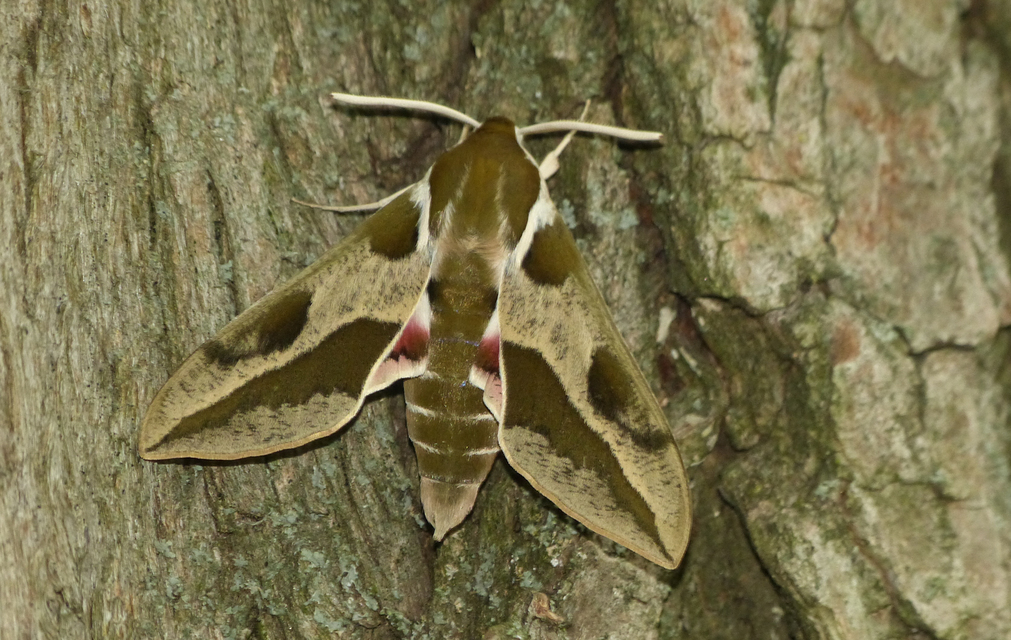 Hyles euphorbiae - kutyatejszender