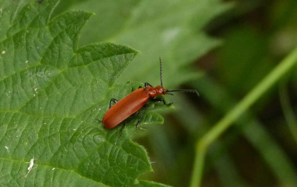Pyrochroa serraticornis - közép-bíborbogár
