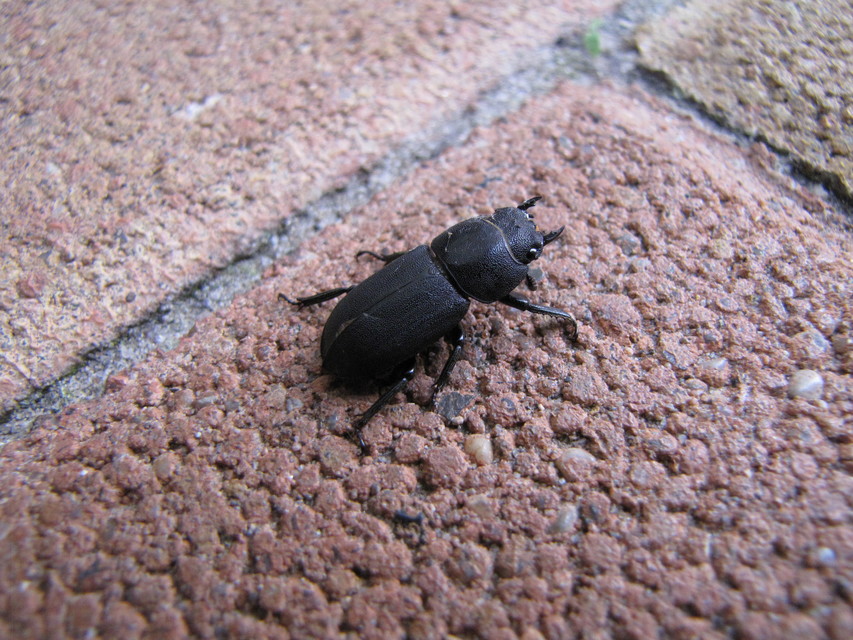 Dorcus parallelipipedus - kis szarvasbogár