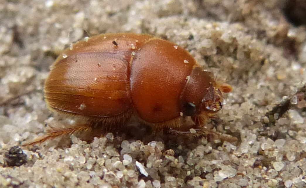 Ochodaeus chrysomeloides - alkonyati homoktúróbogár Ochodaeus chrysomeloides - alkonyati homoktúróbogár