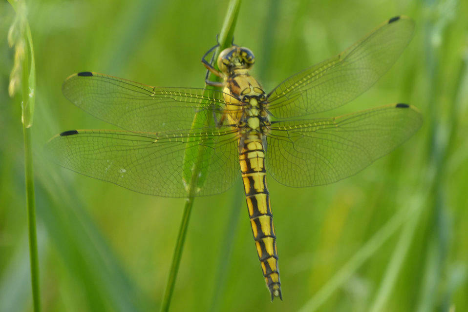 Orthetrum cancellatum - feketefarkú pásztorszitakötő