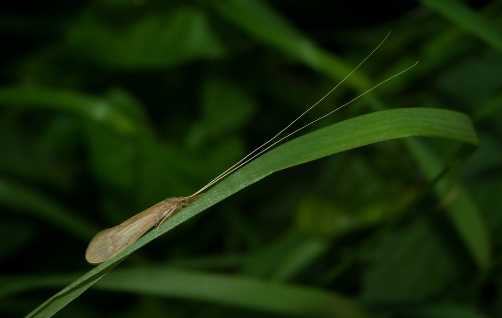 Trichoptera - Tegzesek