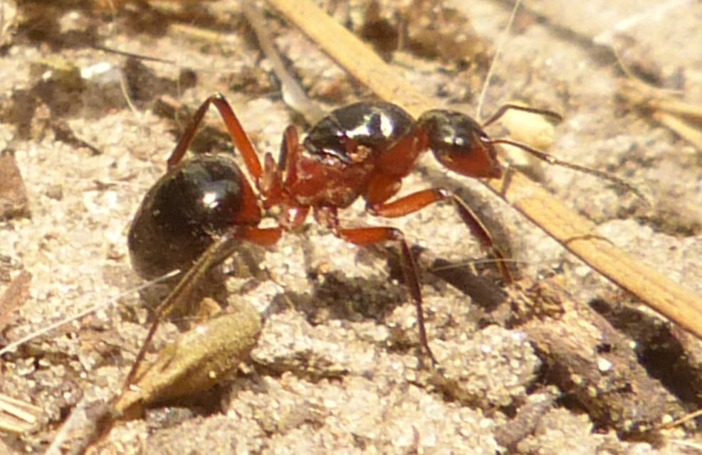 Formica