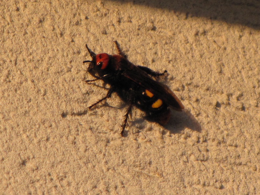 Megascolia maculata - óriás-tőrösdarázs