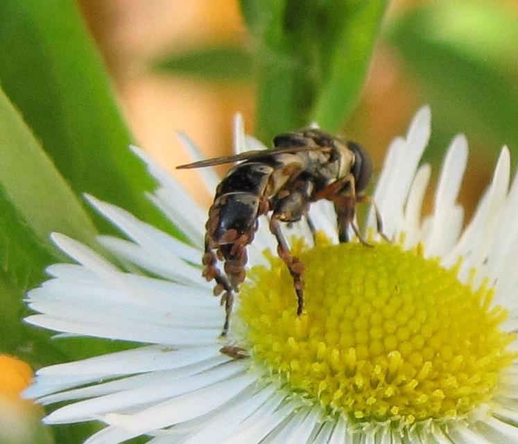 Syritta pipiens - zizegő comboslégy