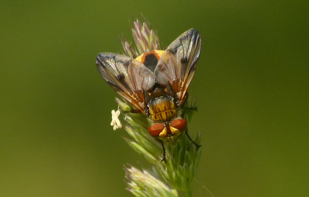Phasiinae