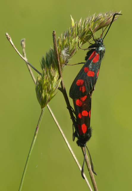 Zygaena filipendulae - acélszínű csüngőlepke