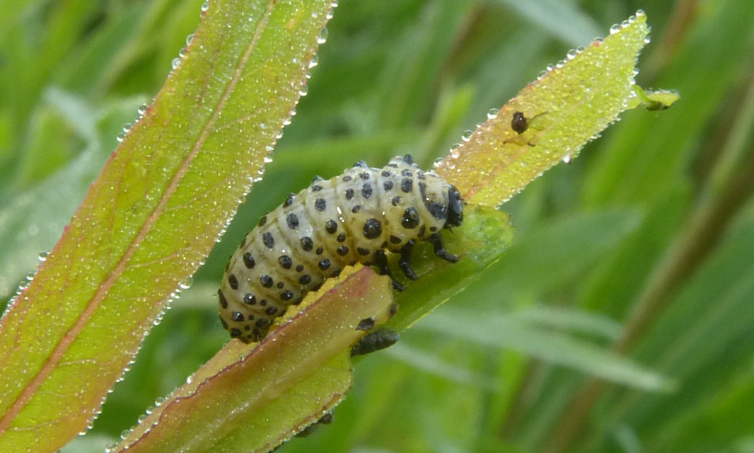 Chrysomela