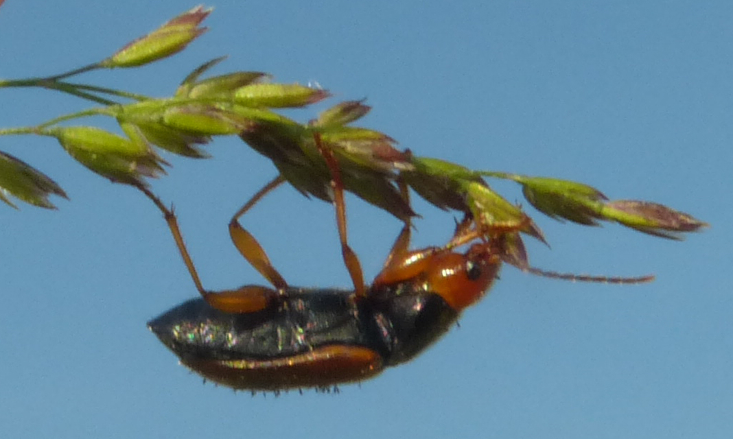 Diachromus germanus - német tarkafutó