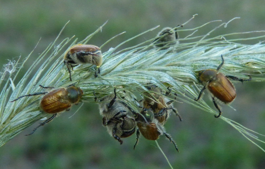 Chaetopteroplia segetum - rozsszipoly