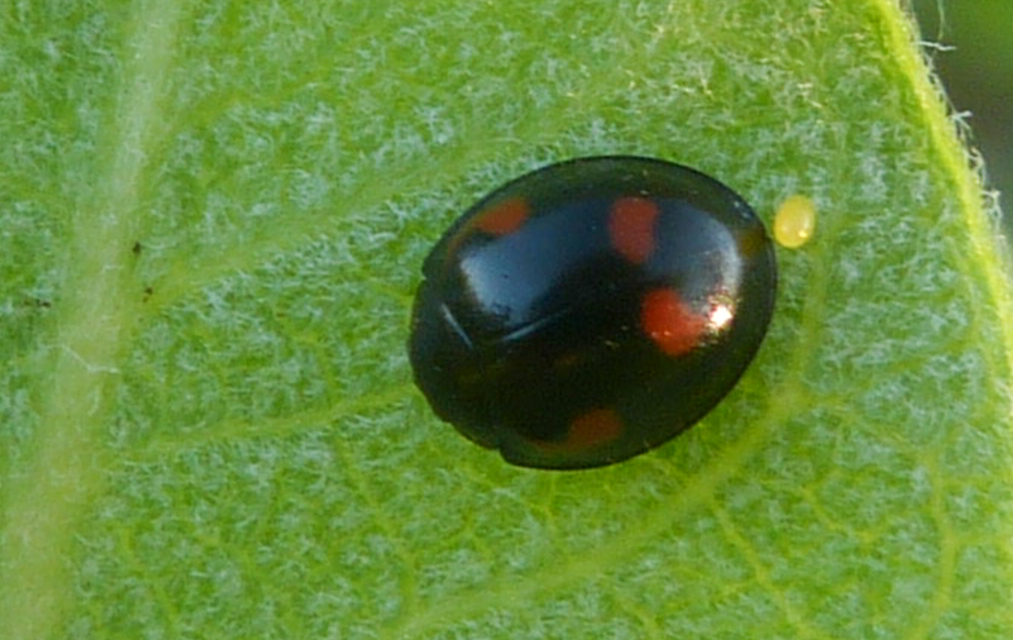Exochomus quadripustulatus - négyfoltos szerecsenkata