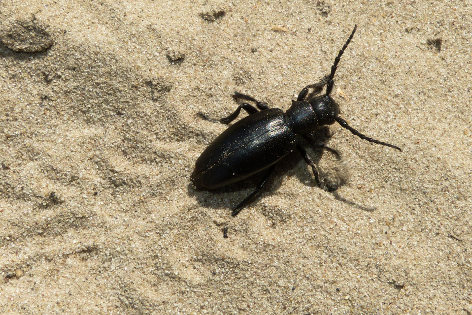 Dorcadion aethiops - fekete gyalogcincér
