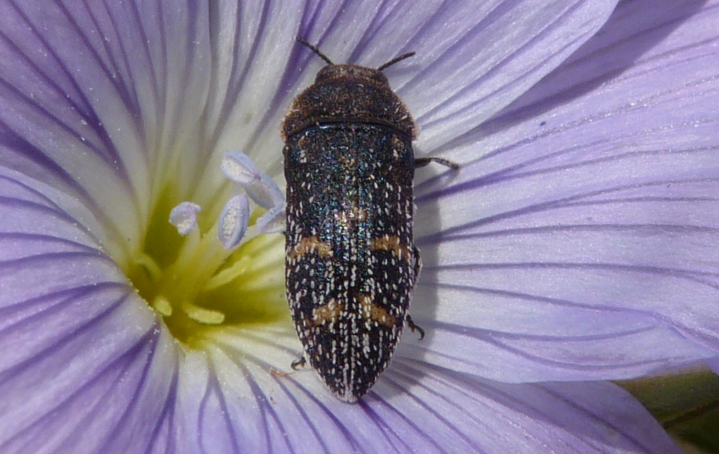 Acmaeoderella mimonti - homoki zömökdíszbogár