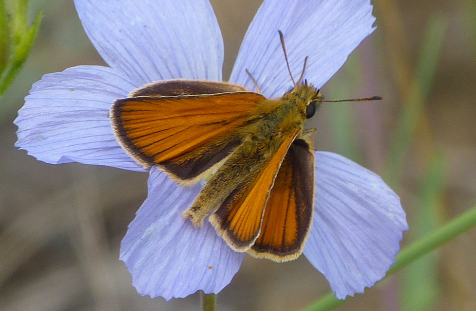 Thymelicus lineola - vonalas busalepke