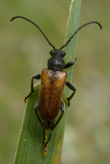 Pseudovadonia livida - barnás virágcincér
