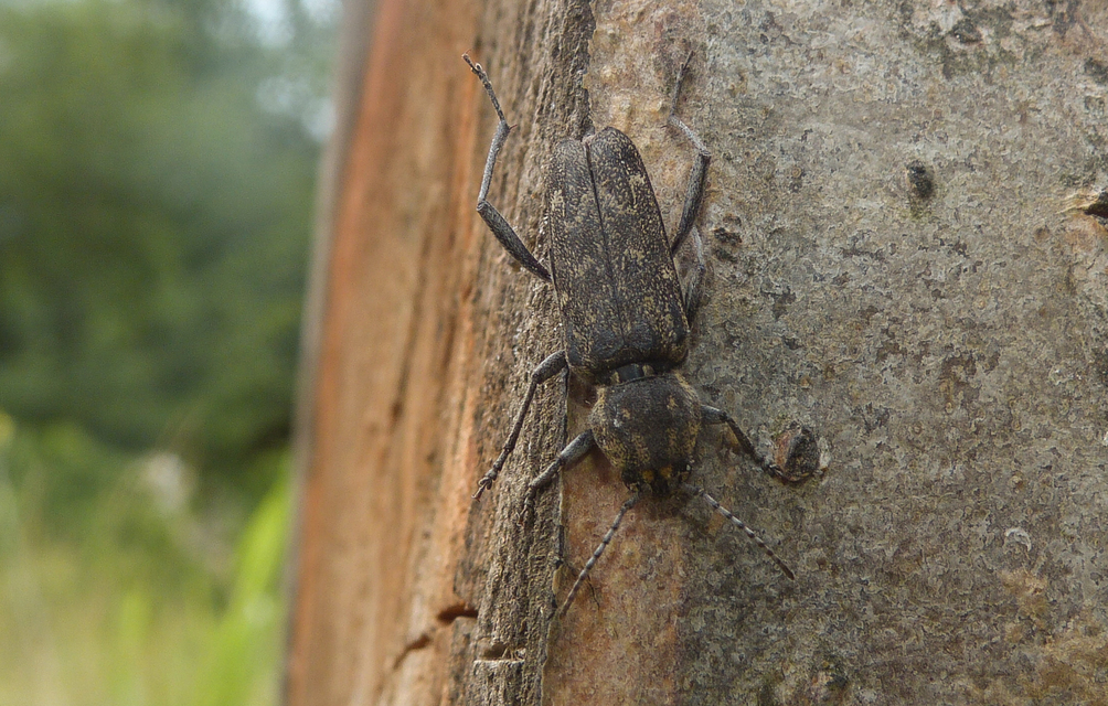 Xylotrechus rusticus - egérszínű darázscincér