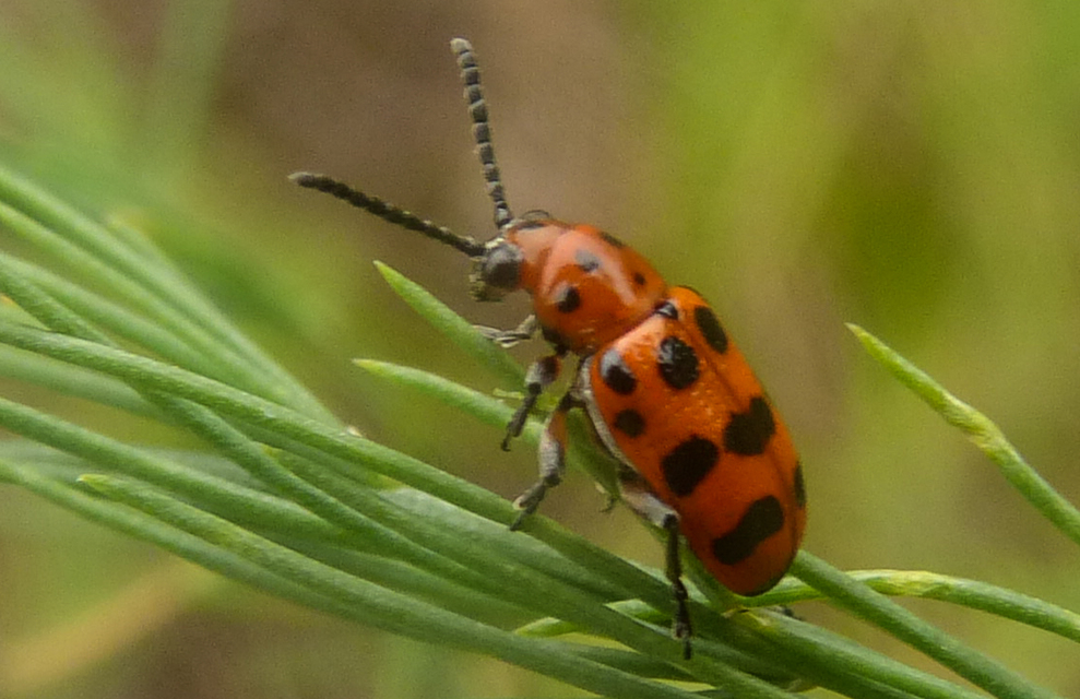 Crioceris quatuordecimpunctata - tizennégypontos spárgabogár