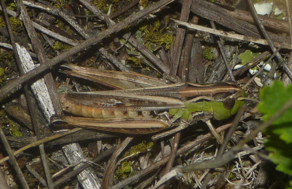 Stenobothrus fischeri - Fischer-rétisáska