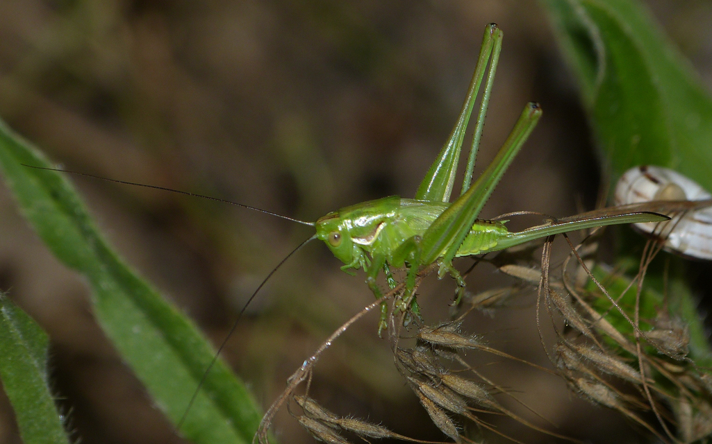 Gampsocleis glabra - tőrös szöcske
