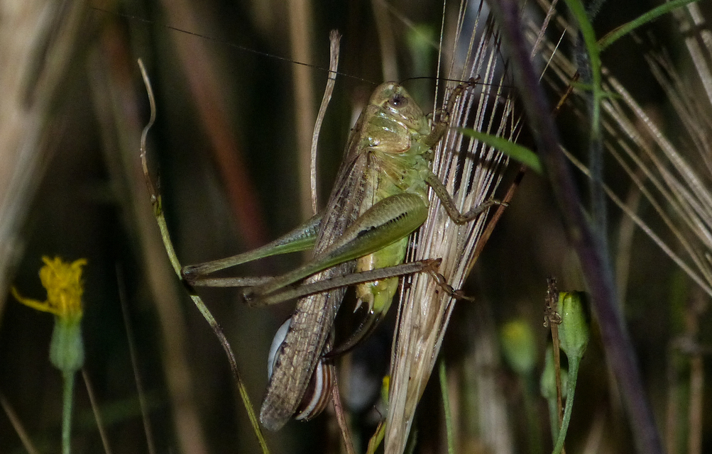 Platycleis grisea - szürke rétiszöcske