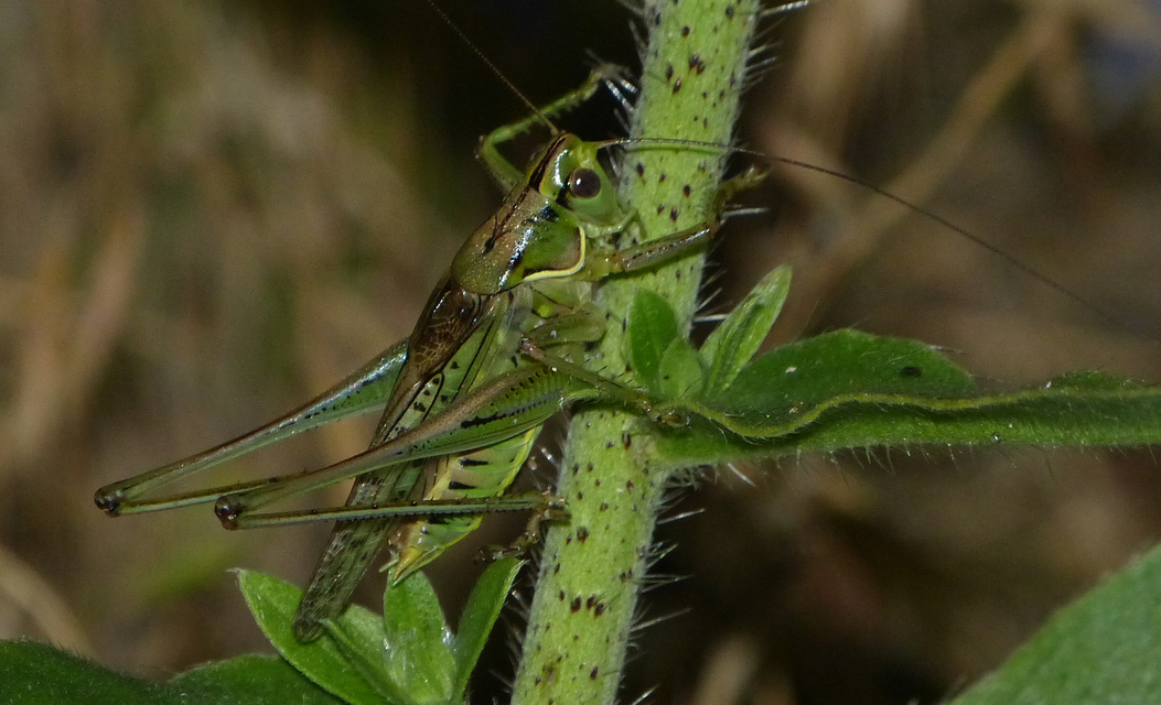 Gampsocleis glabra - tőrös szöcske