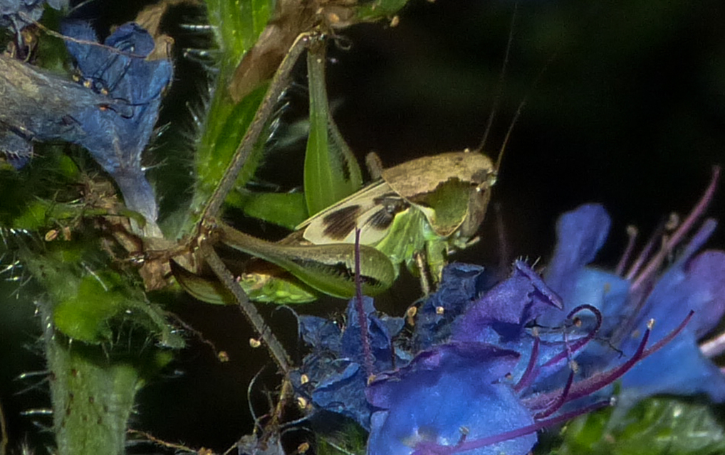 Platycleis