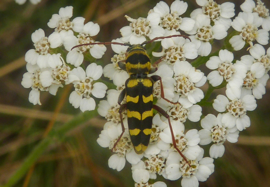Echinocerus floralis - lucerna-darázscincér