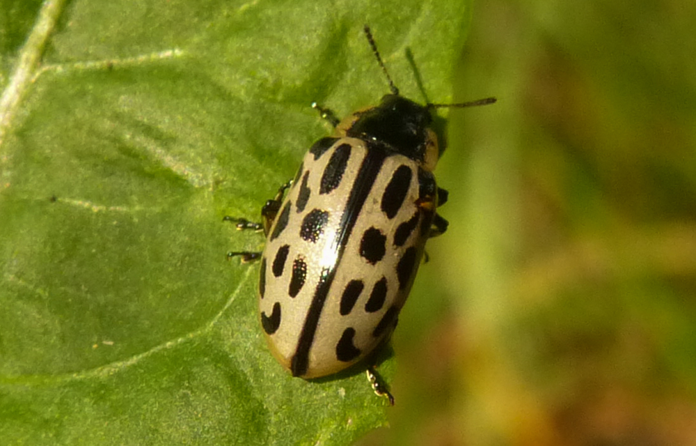 Chrysomela vigintipunctata - húszfoltos fűzlevelész