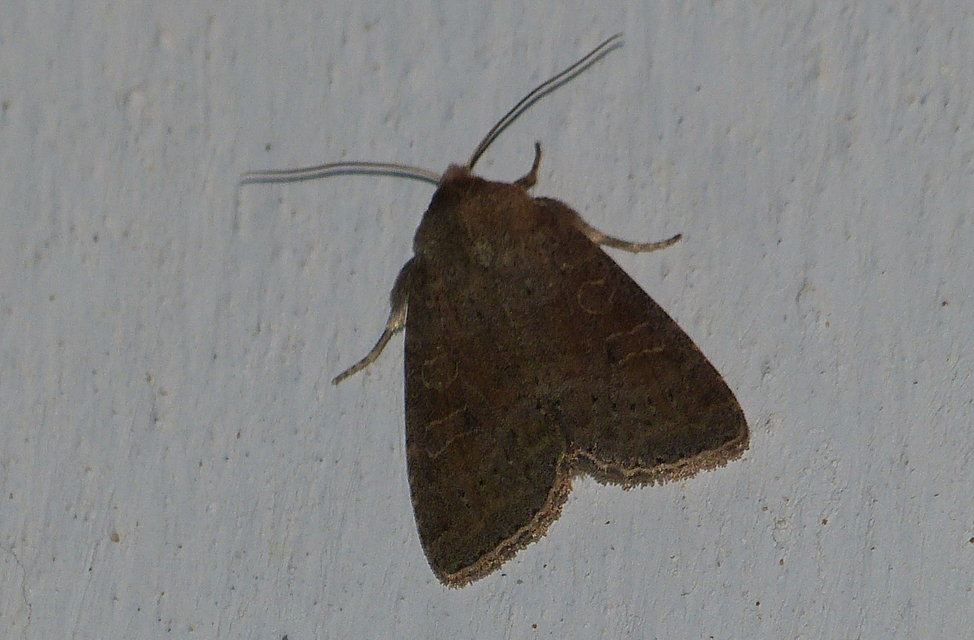 Parastichtis suspecta - sötét erdeibagoly