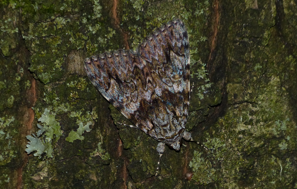 Catocala promissa - kis tölgyfa-övesbagoly
